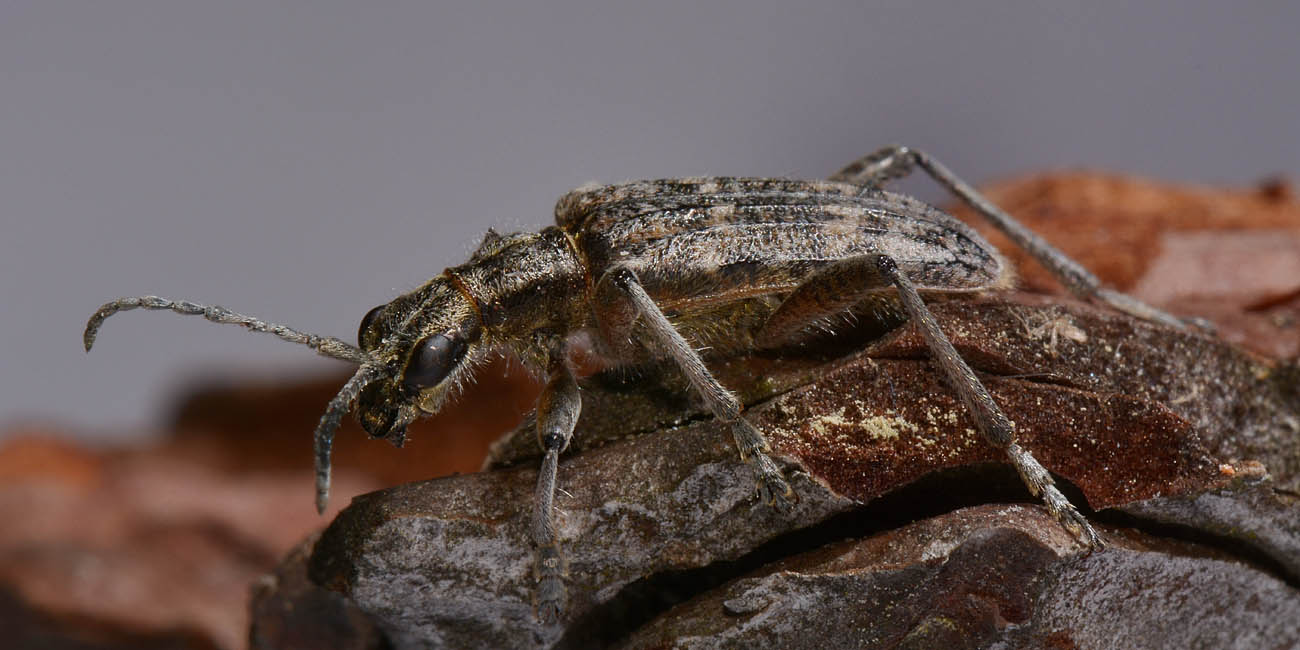 Cerambycidae: Rhagium inquisitor